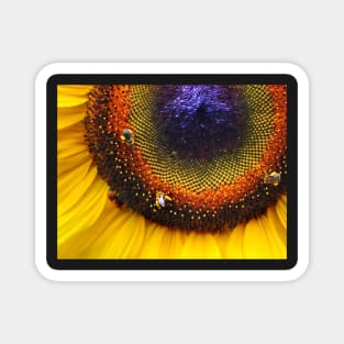 Sunflower, Seeds & Bees Magnet