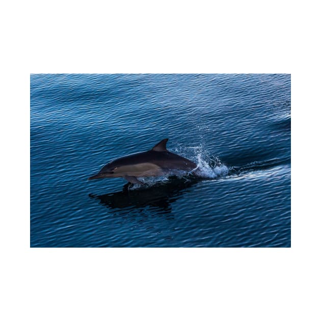 Common Dolphin Playing off Surfers Paradise by seaearthandsky