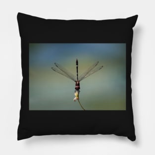 Perched Pillow