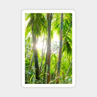 Sun through the Tropical Trees Photograph Magnet
