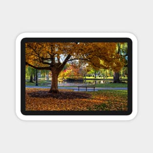 Boston Public Garden Yellow Autumn Tree Boston MA Magnet