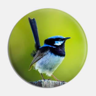 Australian Superb Fairy-Wren Pin