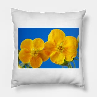 Potentilla fruticosa  'Sunset'  Shrubby cinquefoil Pillow