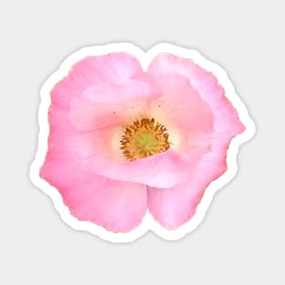 Pink Poppy Flower Magnet