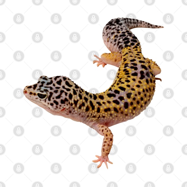 Leopard Gekko by NerdsbyLeo