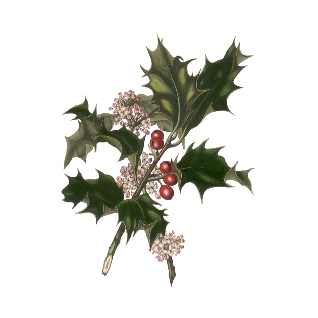 Vintage Christmas Holly Branch by MasterpieceCafe