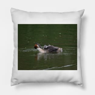 Great Crested Grebe Pillow