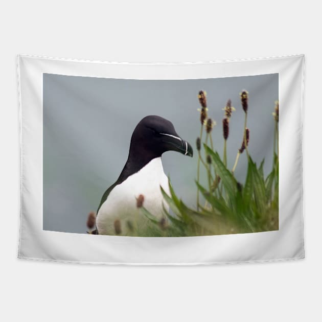 Razorbill on cliff top Tapestry by HazelWright