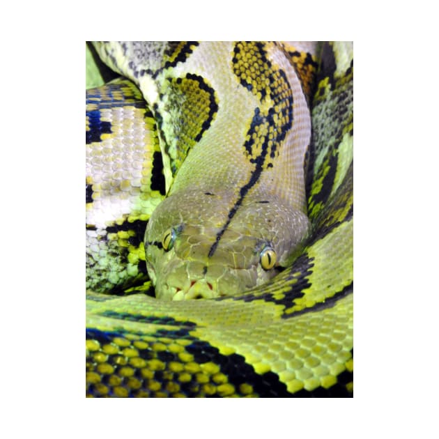 Reticulated Python by kirstybush