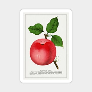 Snow Apple Lithograph (1900) Magnet