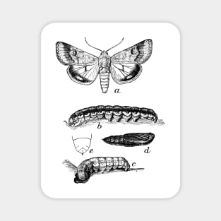 Caterpillars and butterfly Magnet