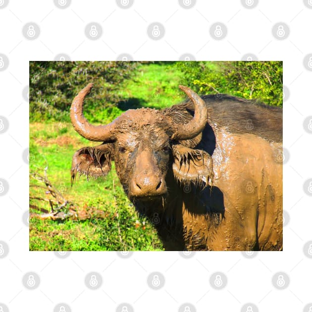 African Wildlife Photography Muddy Buffalo by PathblazerStudios
