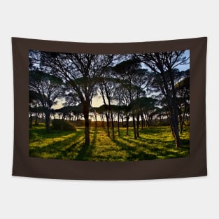 Umbrella pine trees in Strofylia forest Tapestry