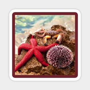 Crab Sea ​​Urchin StarFish Magnet