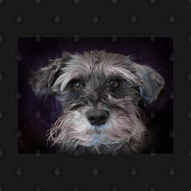 Miniature Schnauzer by GeoffCarpenter