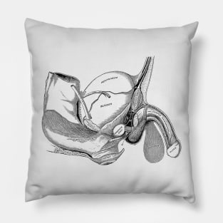 Male Reproductive Diagram - Vintage Anatomy Pillow