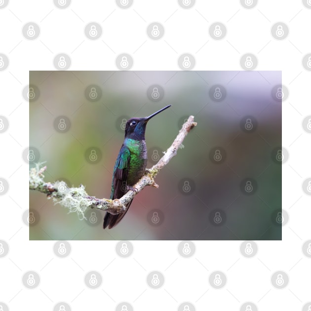 Magnificent hummingbird - Costa Rica by Jim Cumming