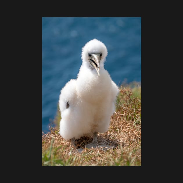 Masked Booby (A.K.A. Masked Gannet) Chick, Norfolk Island by AndrewGoodall