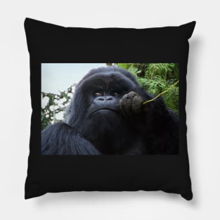 Silverback Gorilla Eating #2, Hirwa Group, Rwanda, East Africa Pillow