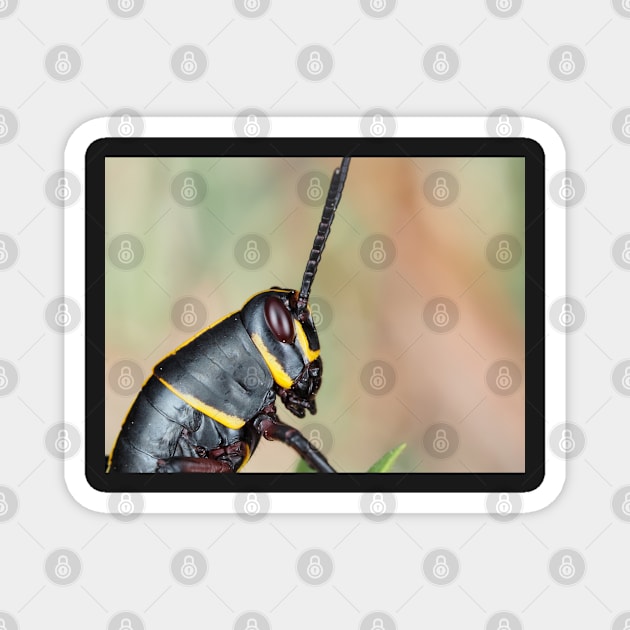 Florida lubber grasshopper Romalea microptera nymph Magnet by SDym Photography