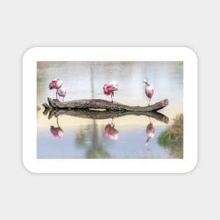 Roseate Spoonbills Preening and Resting Magnet