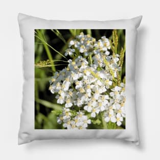 Alyssum In White Mountains Pillow