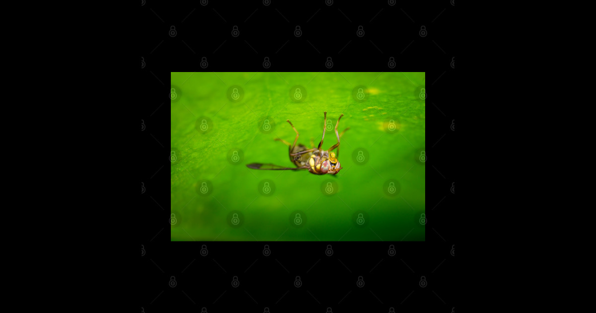 A melon fly (Bactrocera cucurbitae) Animal Prints Sticker TeePublic