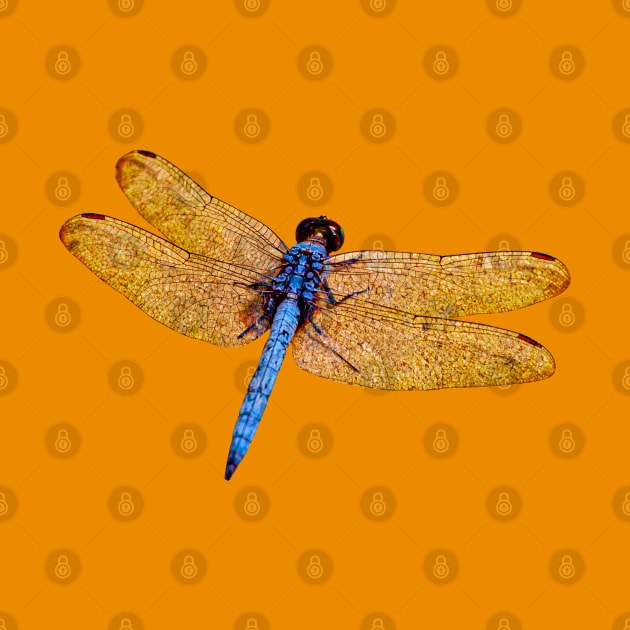 Blue and Gold Dragonfly by dalyndigaital2@gmail.com