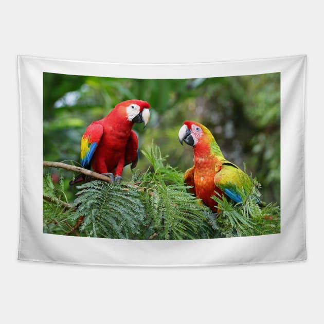 Scarlet Macaws - Costa Rica Tapestry by Jim Cumming