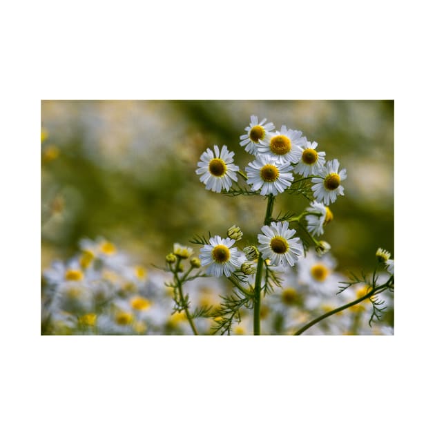 English Wild Flowers - Chamomile by Violaman