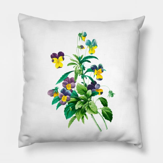 Viola - Botanical Illustration Pillow by chimakingthings