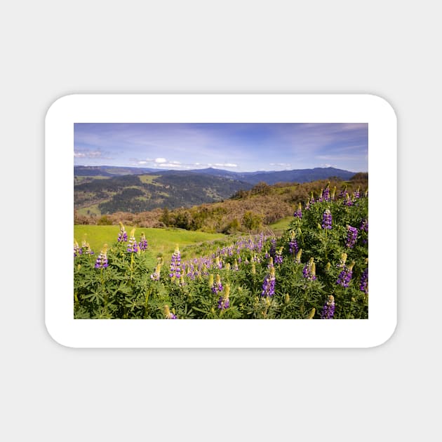 Lupine flowers and mountains Magnet by blossomcophoto