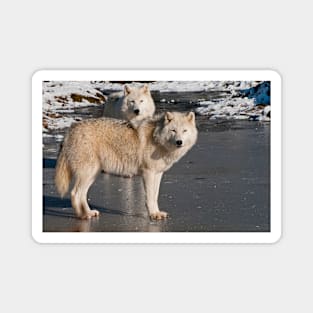 Arctic Wolves Magnet