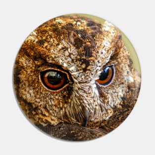 Sundra scops owl Pin