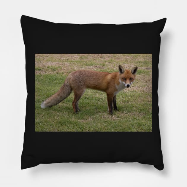 Cheeky Fox Pillow by Withns