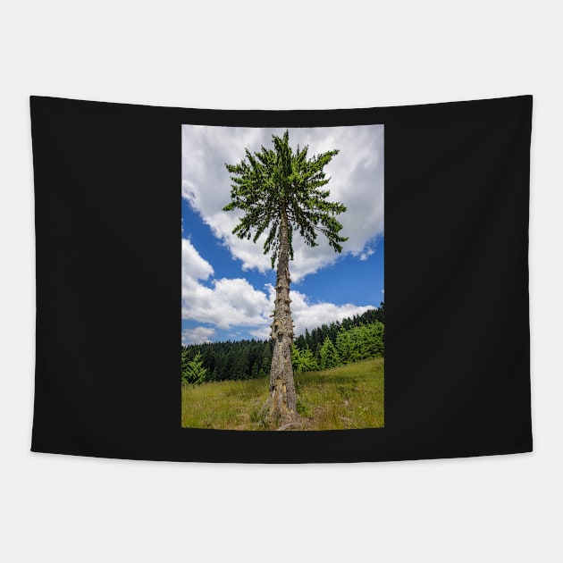 Secular fir tree on mountains Tapestry by naturalis