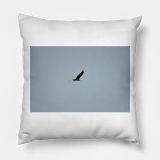 Redtailed Hawk circling Pillow