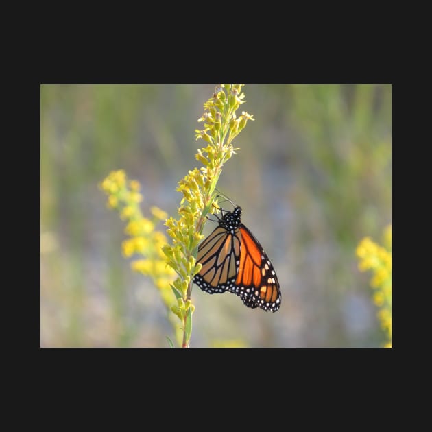 Monarch feeding on Goldenrod by ToniaDelozier