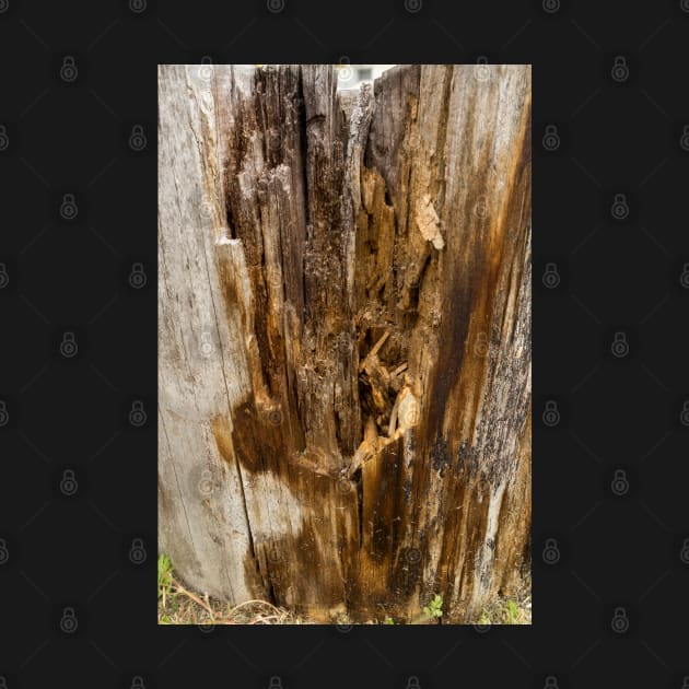 Wood texture of rotten tree trunk, close-up, texture, background by NxtArt