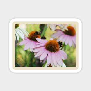 Echinacea Purpurea with Bees Magnet