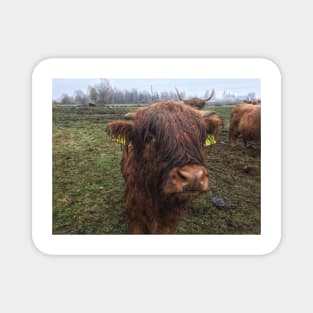 Scottish Highland Cattle Calf 1993 Magnet