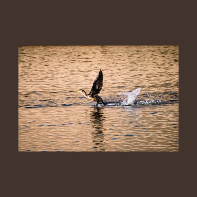 Splash of a Landing by Debra Martz by Debra Martz