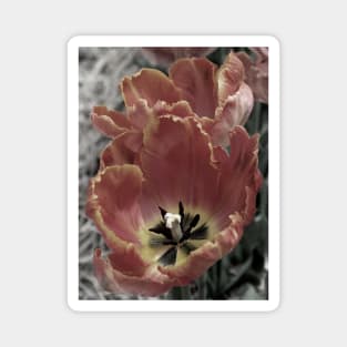 Parrot Tulips Magnet