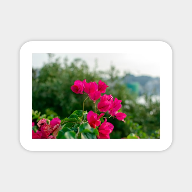 Magenta bract of Bougainvillea Magnet by lena-maximova