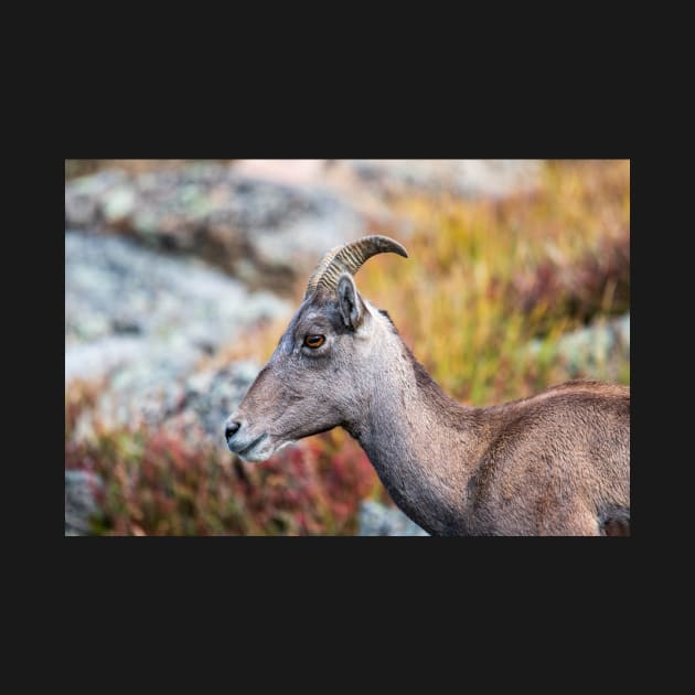 Rocky Mountain Bighorn by gdb2