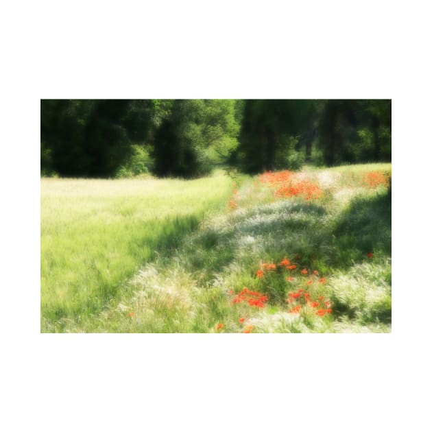 Provence Field by ephotocard