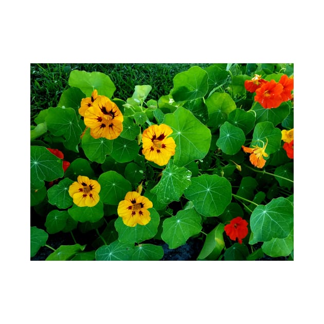 Yellow and orange nasturtiums by Kim-Pratt