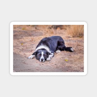 Cute Border Collie Lying on Ground Magnet