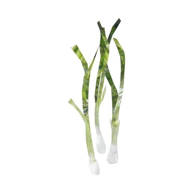 Spring onions / scallions by Babban Gaelg