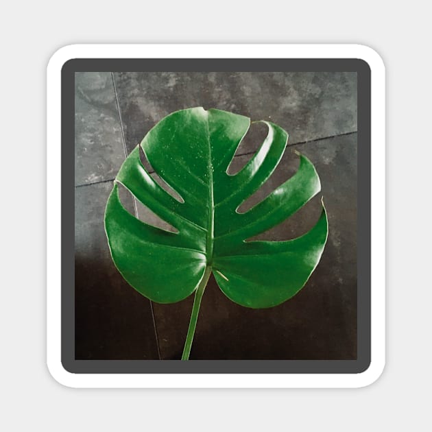 Monstera leaf Magnet by BlackWhiteBeige